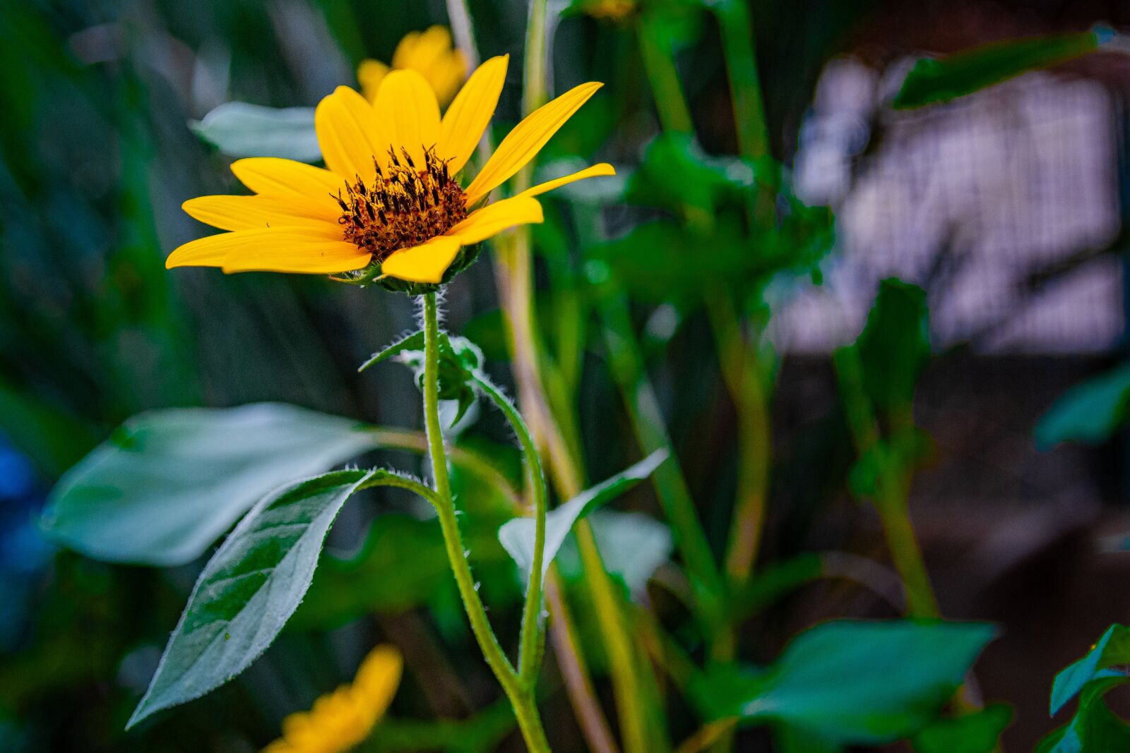 Nikon D7500 sample photo. Flower, nature, garden photography