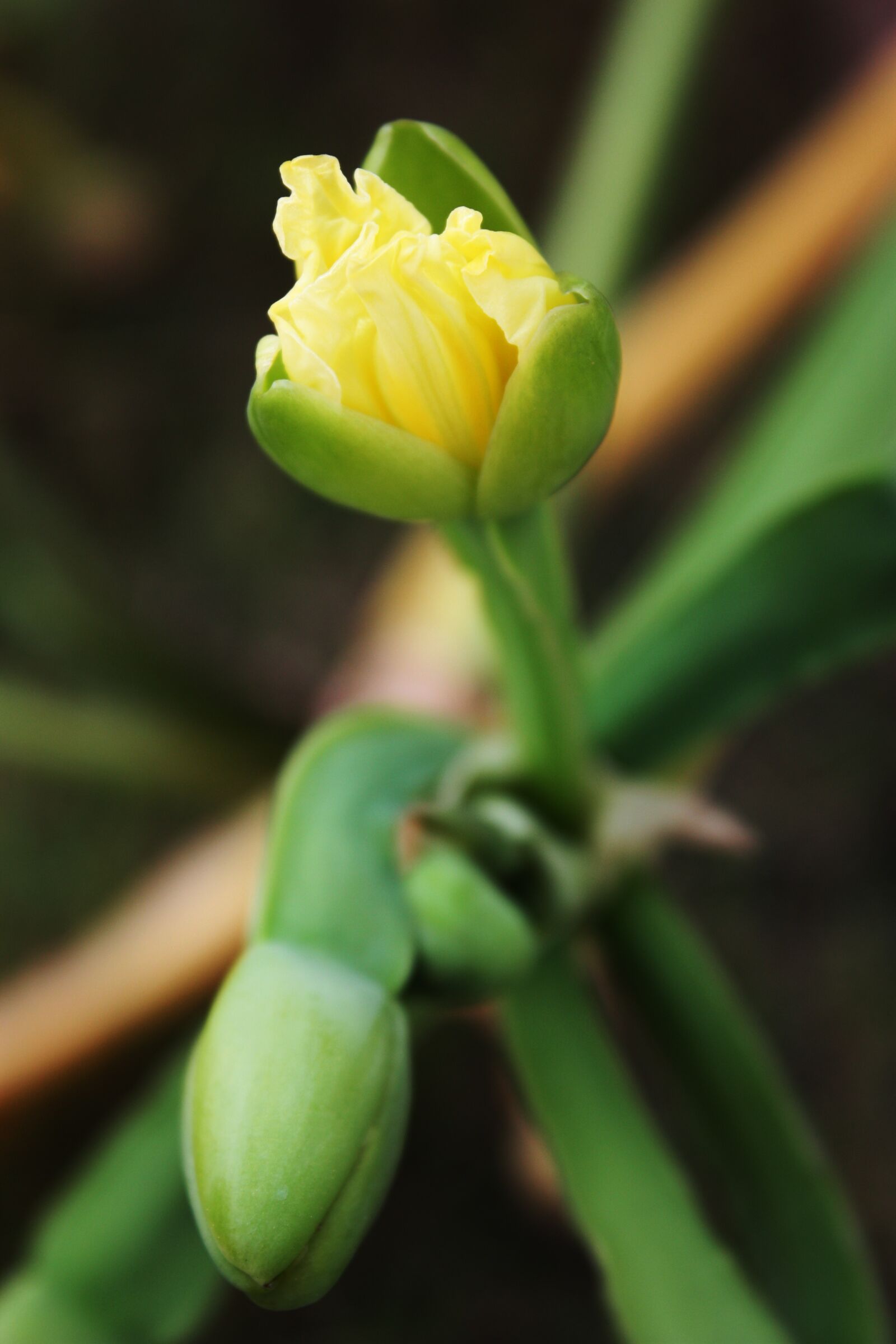 Canon EOS 450D (EOS Rebel XSi / EOS Kiss X2) sample photo. ดอกไม้, ดอกหญ้า, font style vertical-align inherit photography