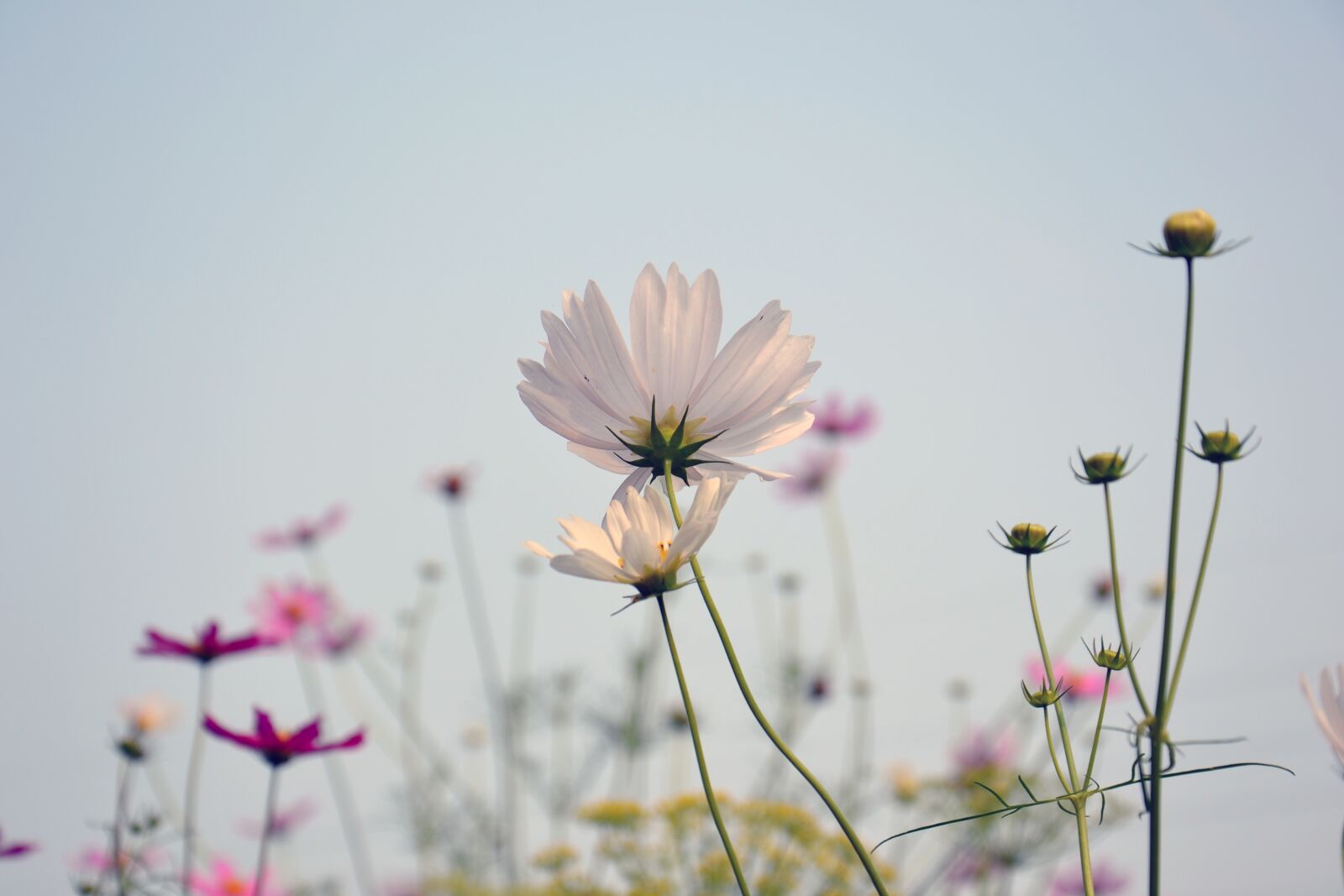 Nikon D3100 sample photo. Cosmea, flower, summer flowers photography