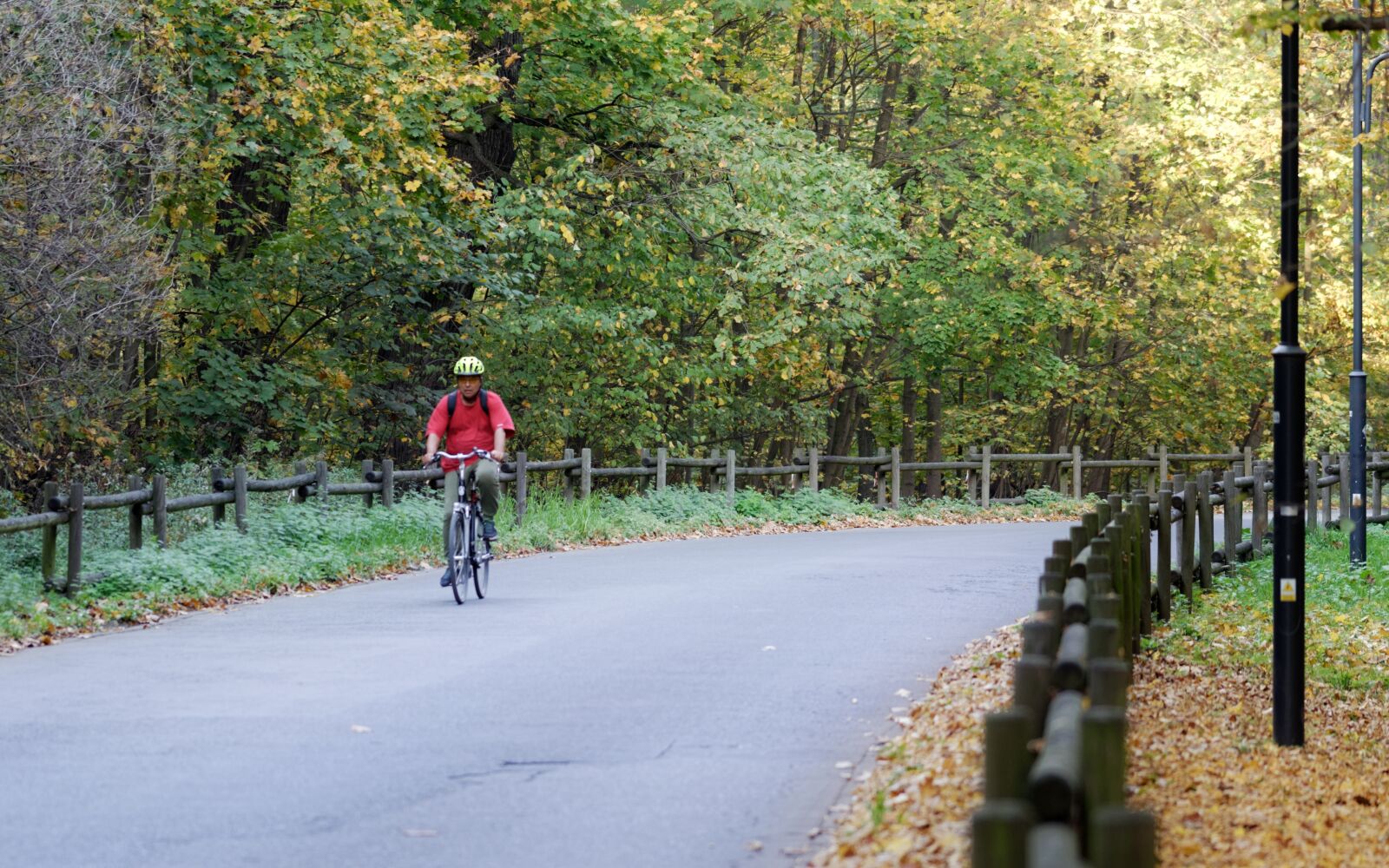 Nikon D5100 sample photo. Forest, nature, road photography