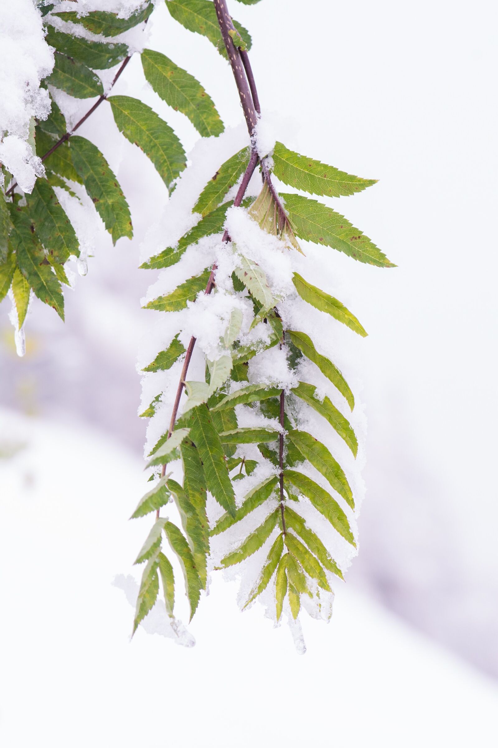 Nikon D7100 sample photo. Winter, aesthetic, snow photography