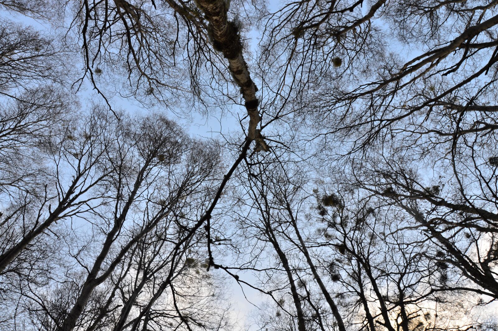 Nikon D3200 sample photo. Sky, nature, tree photography