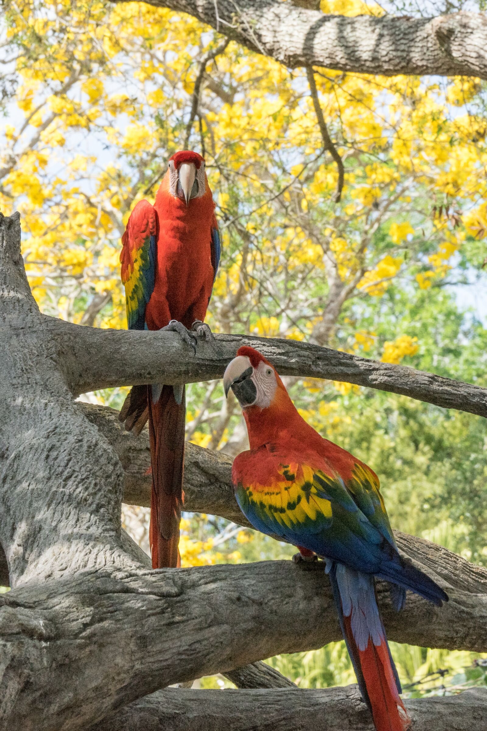 Sony a7 II + Sony FE 70-200mm F4 G OSS sample photo. Bird, parrot, red photography