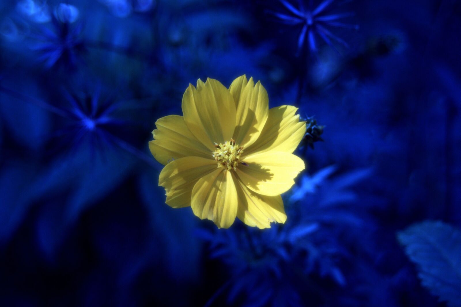 Sony SLT-A68 sample photo. Flower, nature, spring photography