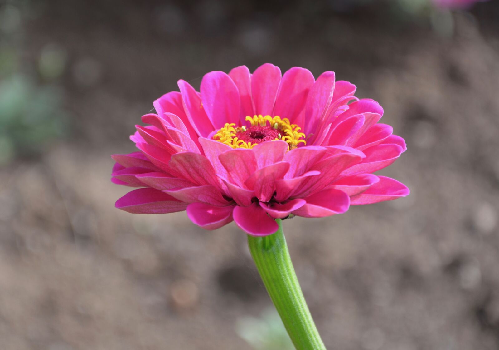Nikon D5200 sample photo. Flower, flowers, flower pink photography