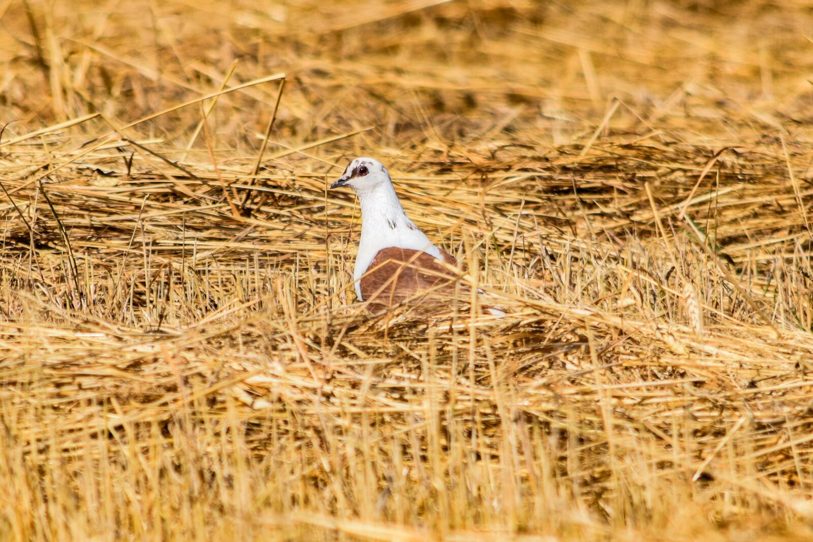 Nikon D3300 sample photo. Wild pigeon, barley, field photography