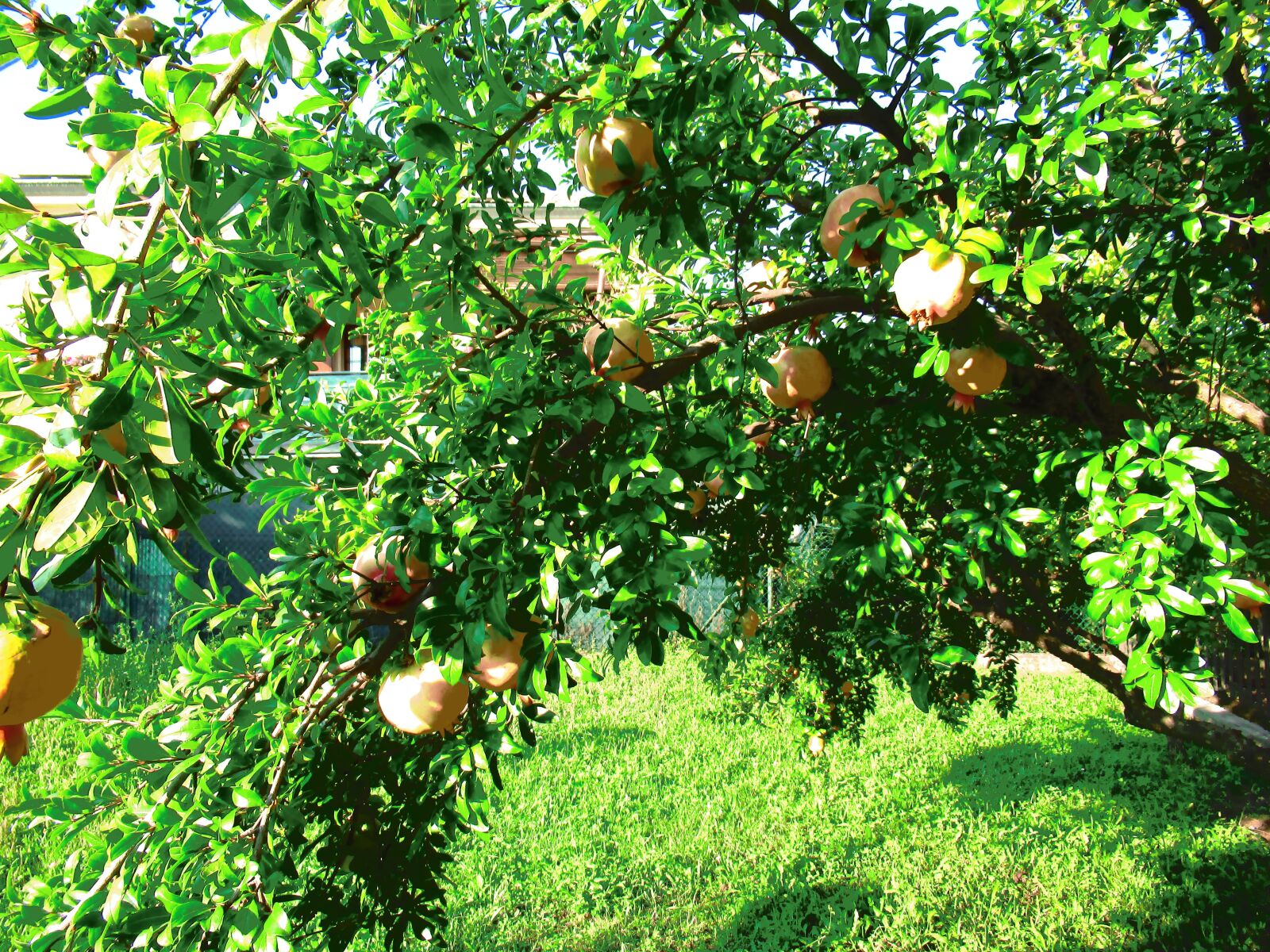 Canon PowerShot SX620 HS sample photo. Fruit, pomegranate, nature photography