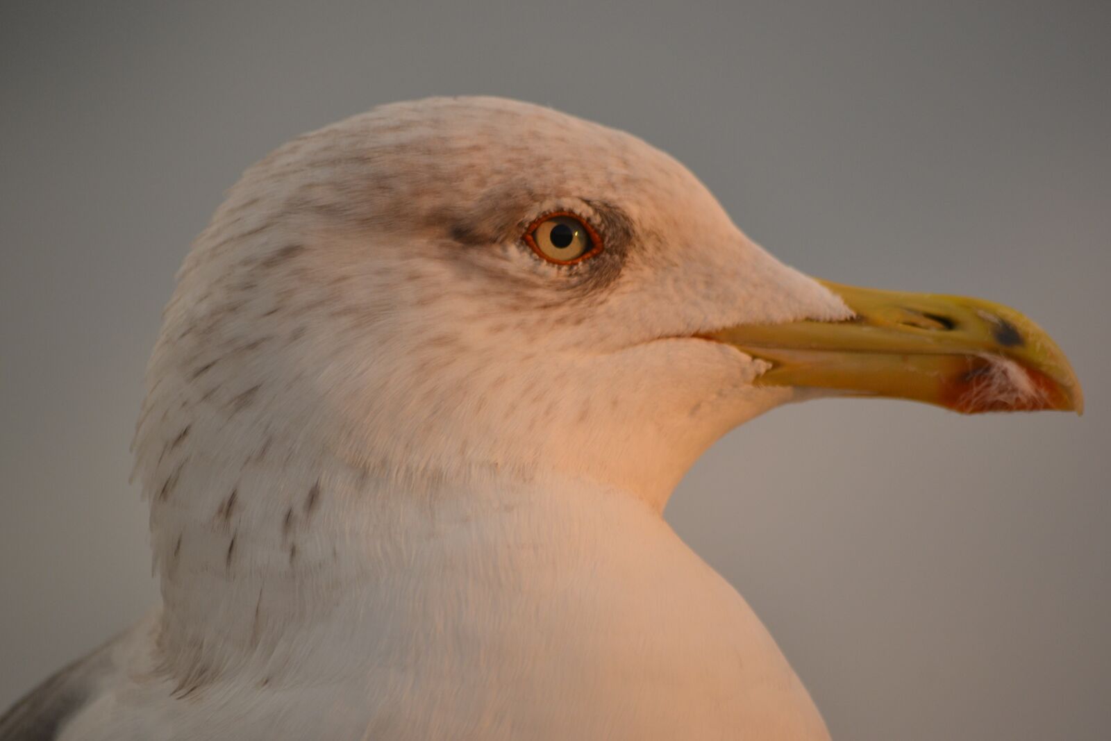 Nikon D3100 sample photo. Seagull, birds, animals photography
