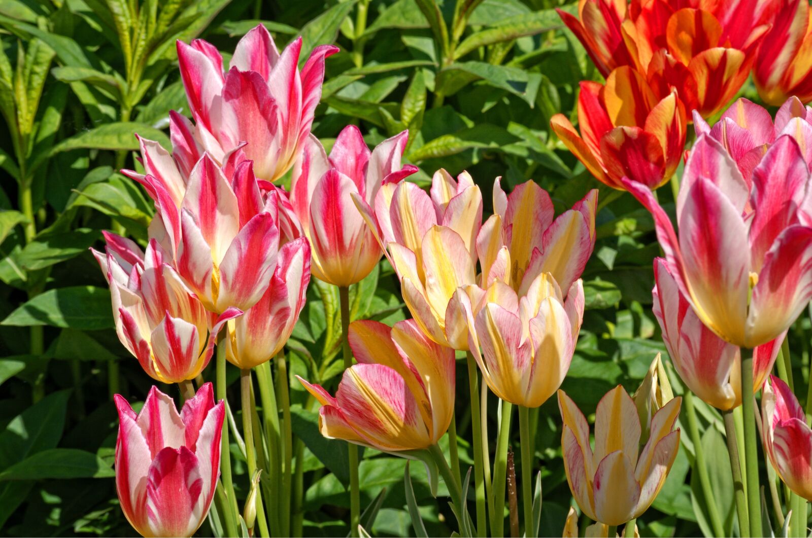 55.0-200.0mm f/4.0-f/5.6 sample photo. Tulips, bloom, spring photography