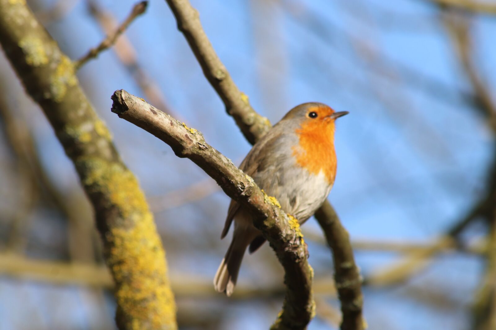 Canon EOS 800D (EOS Rebel T7i / EOS Kiss X9i) sample photo. Birds, robin, winter photography