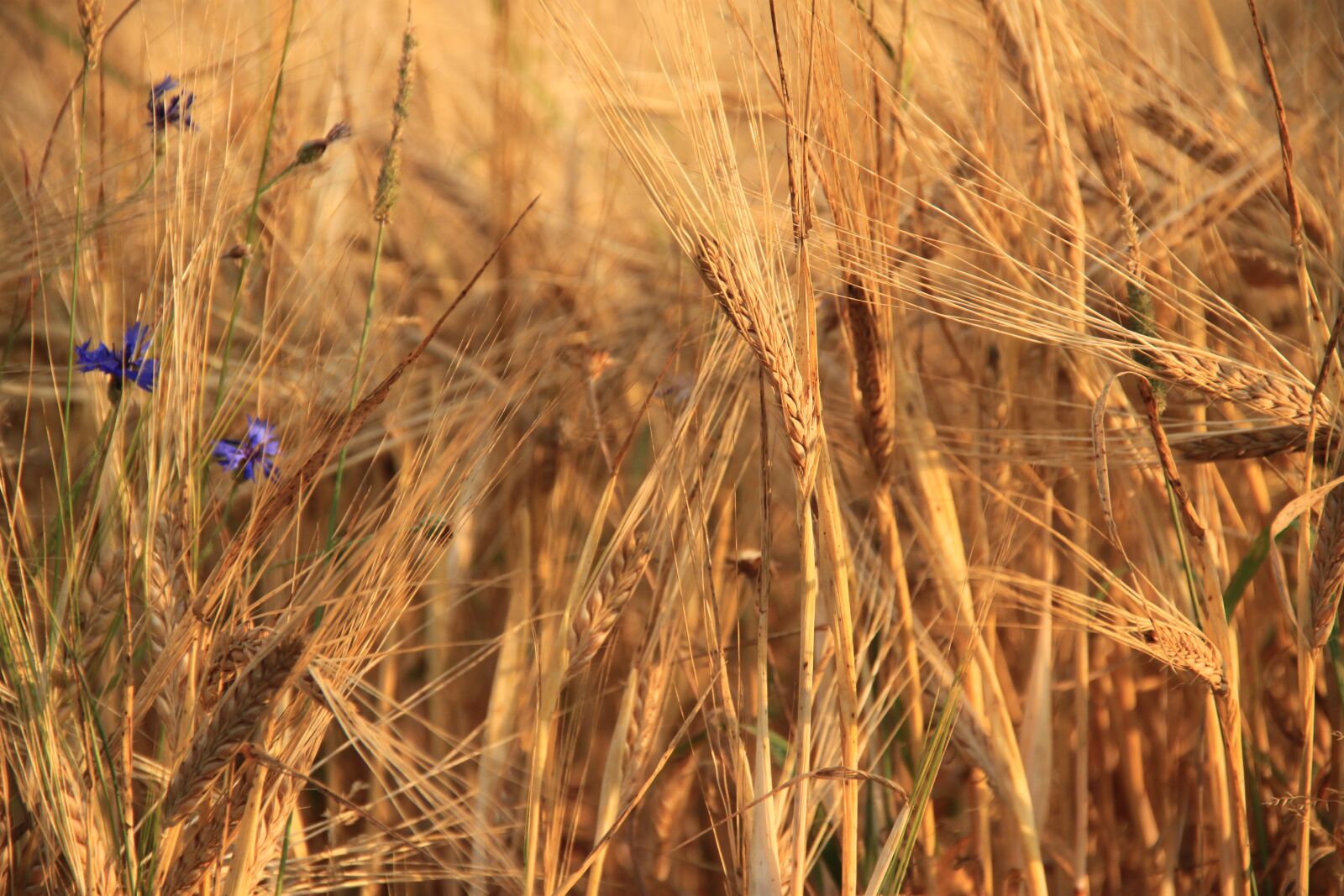 Canon EOS 500D (EOS Rebel T1i / EOS Kiss X3) sample photo. Wheat, cereals, plants photography