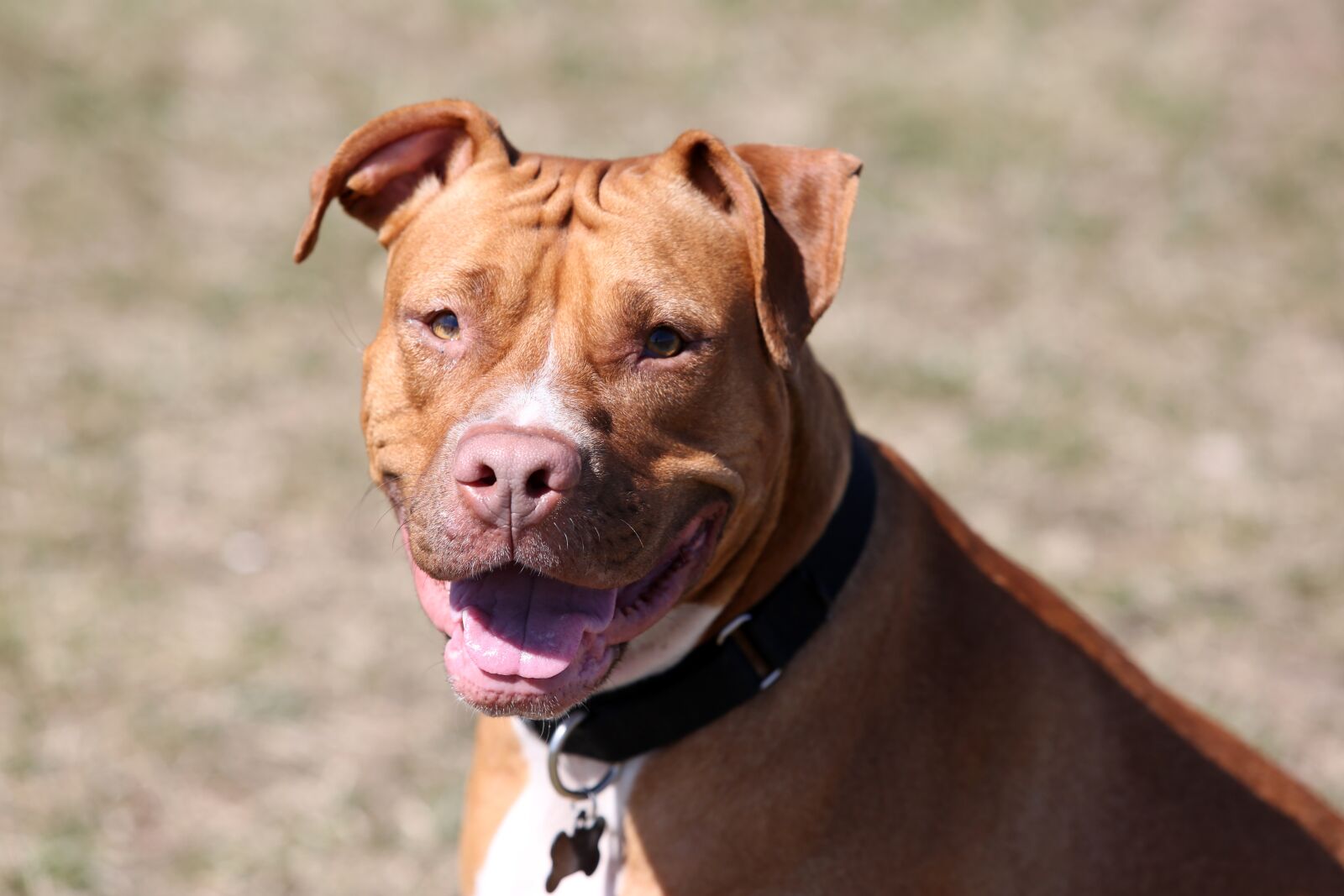 Canon EOS 5D Mark III + Canon EF 70-200mm F2.8L USM sample photo. Red nosed pit bull photography