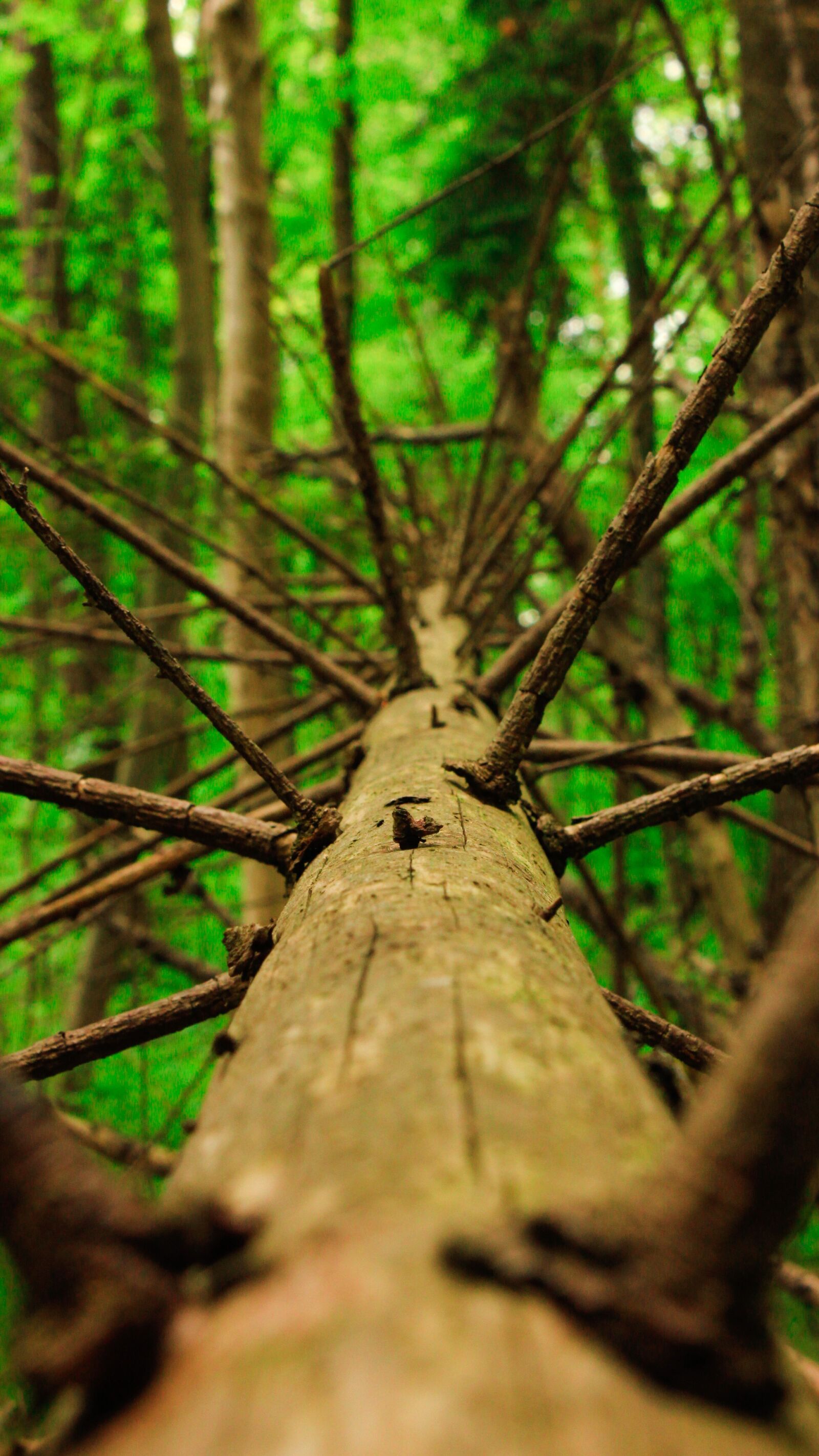 Canon EOS 600D (Rebel EOS T3i / EOS Kiss X5) sample photo. Dead tree trunk, forest photography