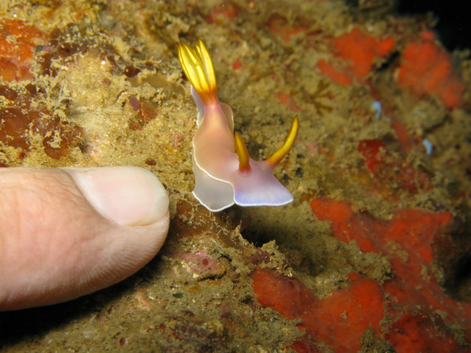 Canon POWERSHOT G9 sample photo. Nudibranch, diving, viet nam photography