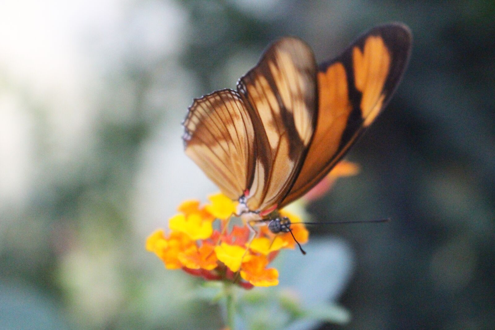Canon EOS 700D (EOS Rebel T5i / EOS Kiss X7i) sample photo. Orange, butterfly, selective focus photography