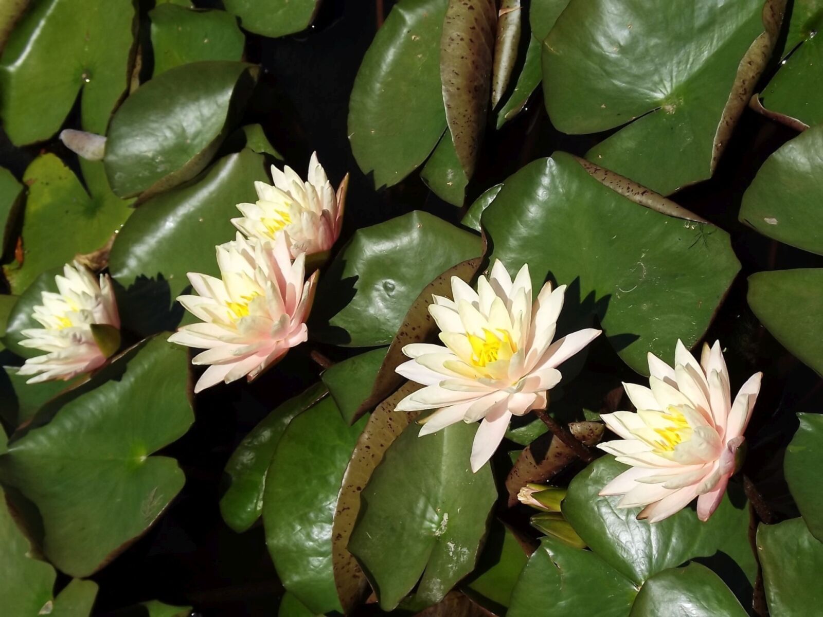 Fujifilm FinePix S3400 sample photo. Vegetation, nature, flowers photography