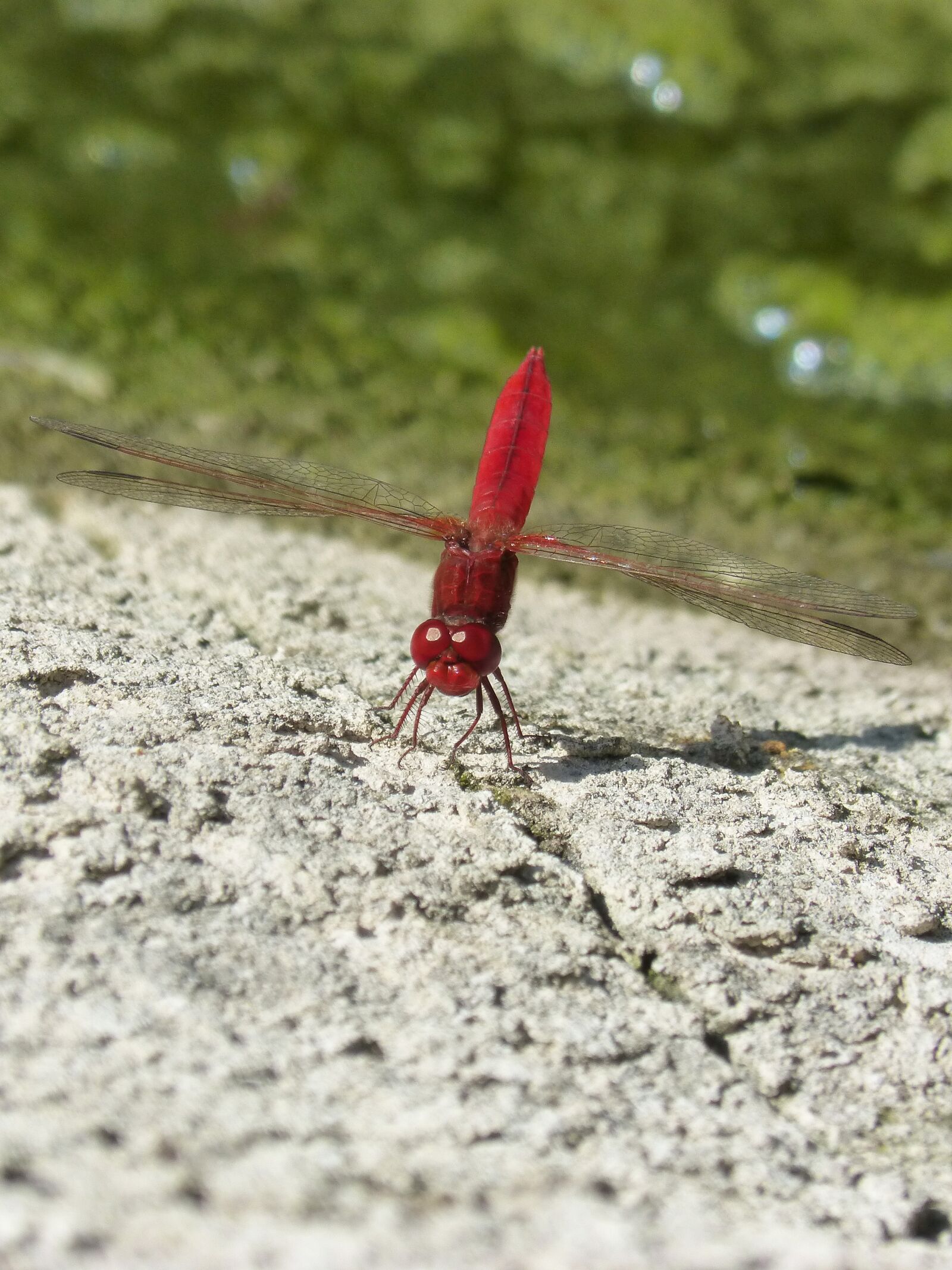 Panasonic DMC-FZ62 sample photo. Dragonfly, red dragonfly, rock photography