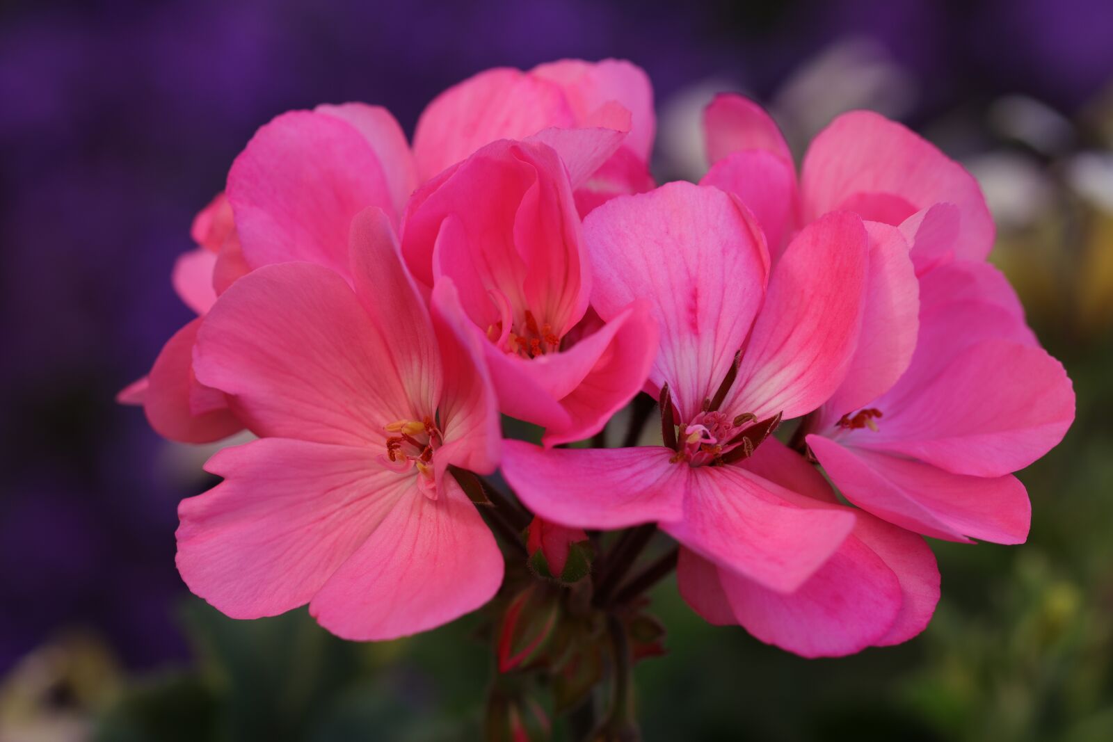 Canon EOS 80D + Canon EF 100mm F2.8L Macro IS USM sample photo. Flowers, geranium, pink photography
