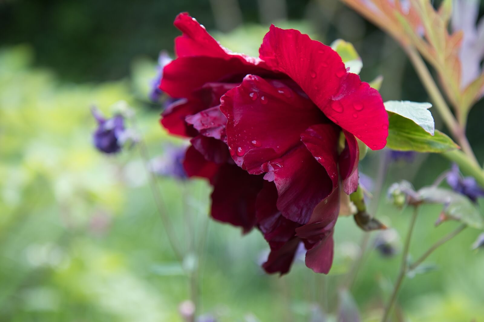 Canon EOS 80D sample photo. Peony, flower, blossom photography