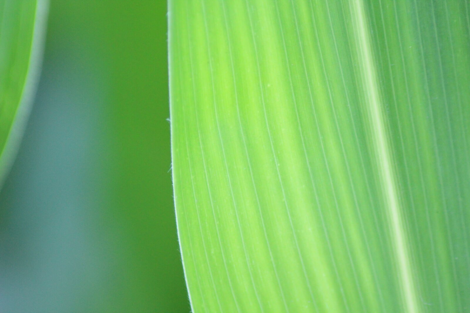 Canon EOS 600D (Rebel EOS T3i / EOS Kiss X5) + Tamron AF 70-300mm F4-5.6 Di LD Macro sample photo. Corn, field, green, nature photography