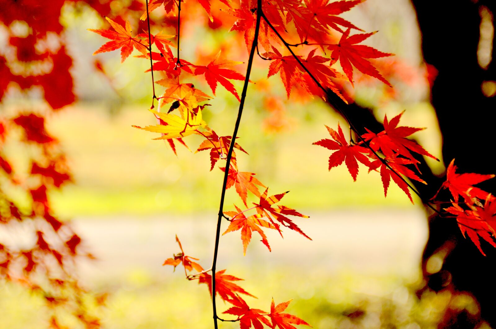 Nikon D90 sample photo. Maples, autumnal leaves, plant photography