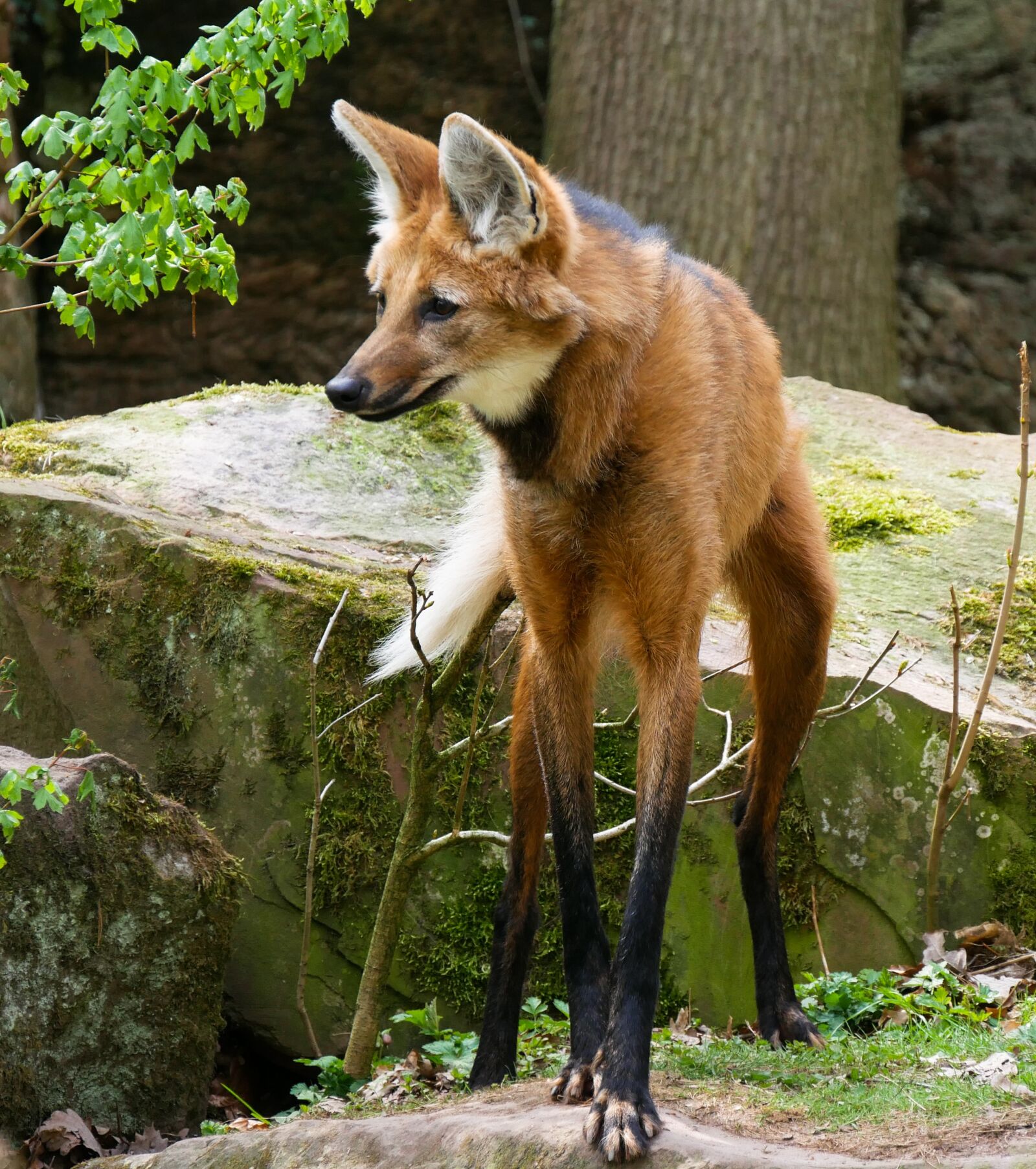 Panasonic DMC-G70 sample photo. Animal world, wolf, maned photography