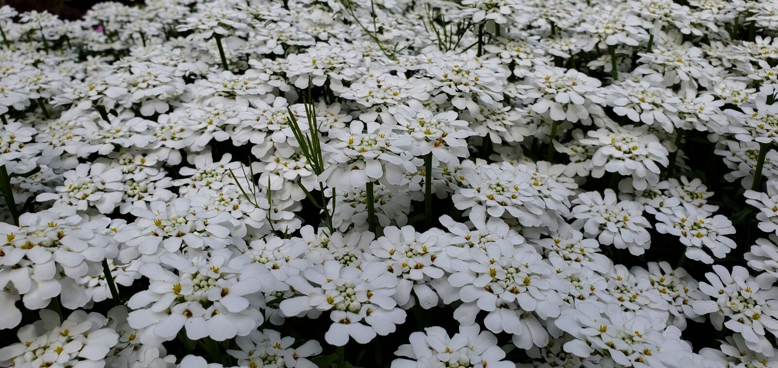 Samsung Galaxy S10e sample photo. Floral, flowers, bloom photography