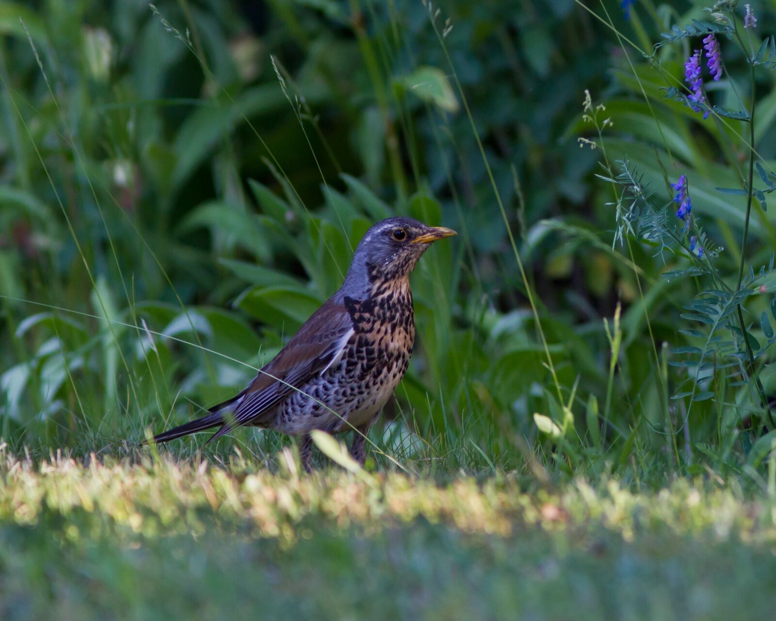 Canon EOS 7D + Canon EF 300mm F4L IS USM sample photo. Fieldfare, yard, nature photography