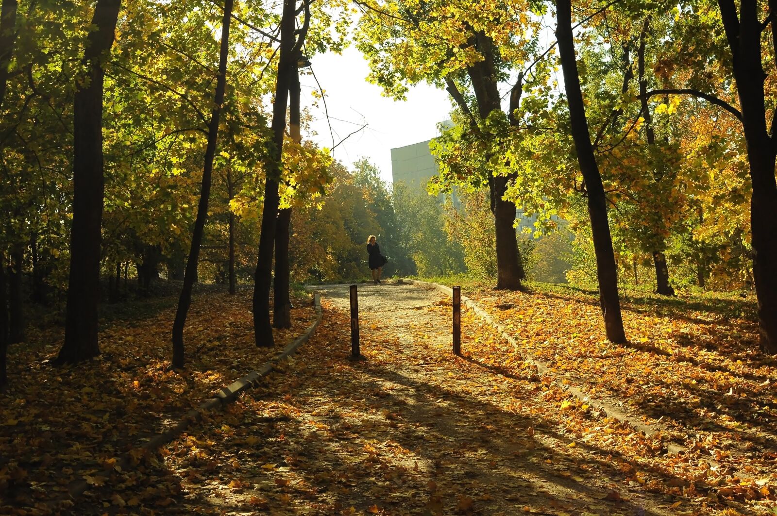 Nikon D90 sample photo. Park, autumn, sun photography