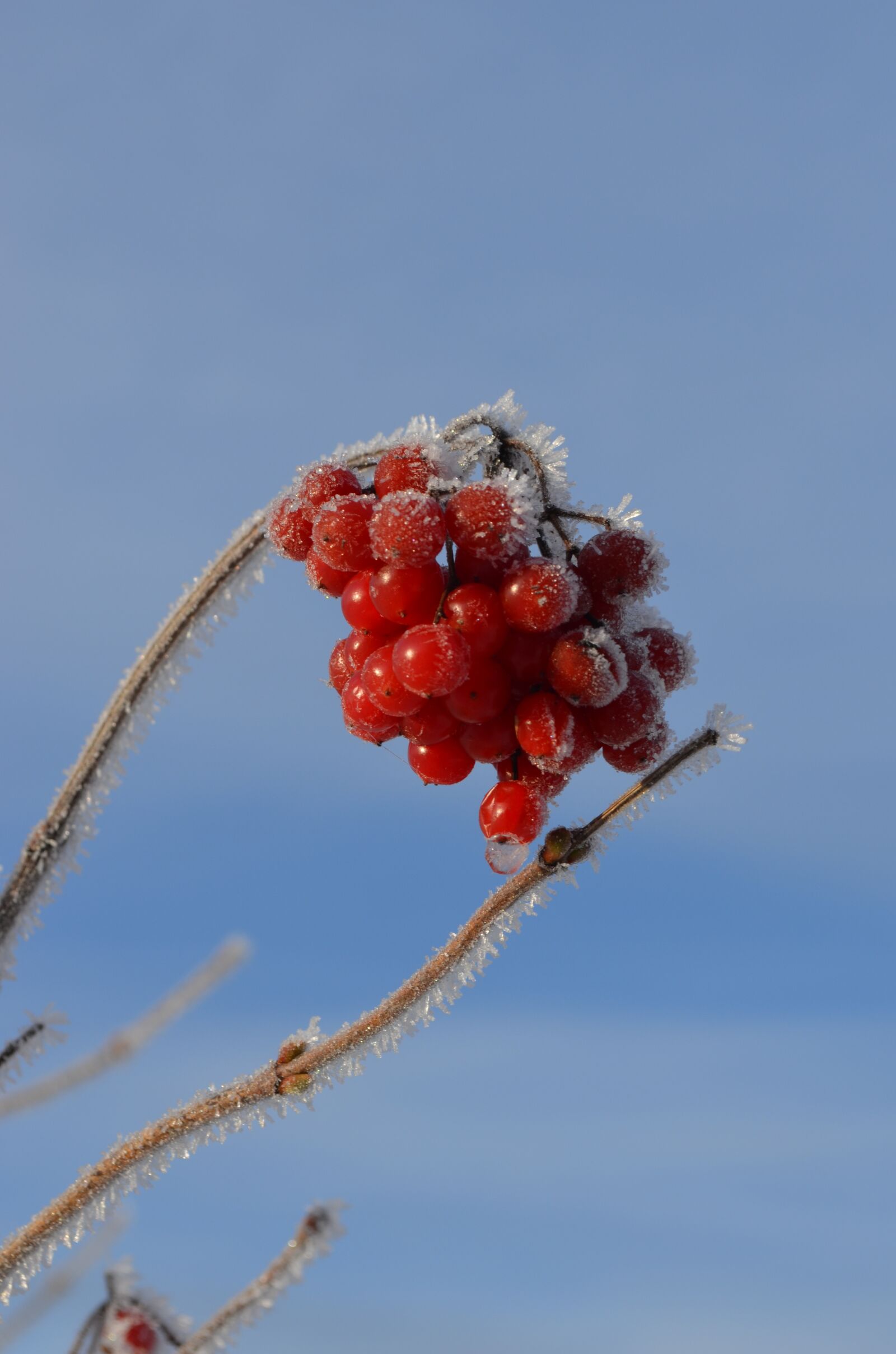 Nikon D5100 sample photo. Berries, bush, ice photography