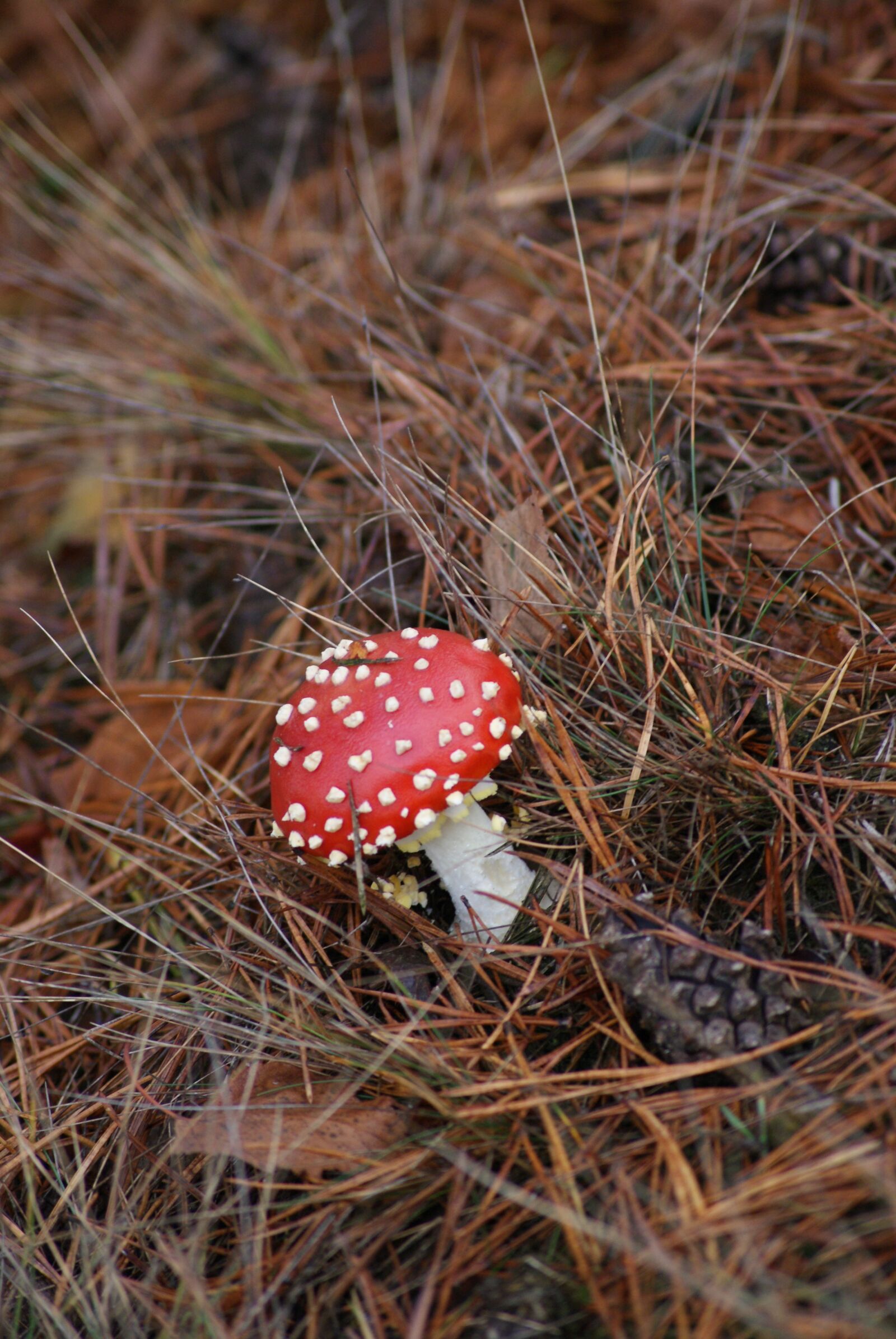 Sony Alpha DSLR-A230 sample photo. Amanita, mushroom, poison photography