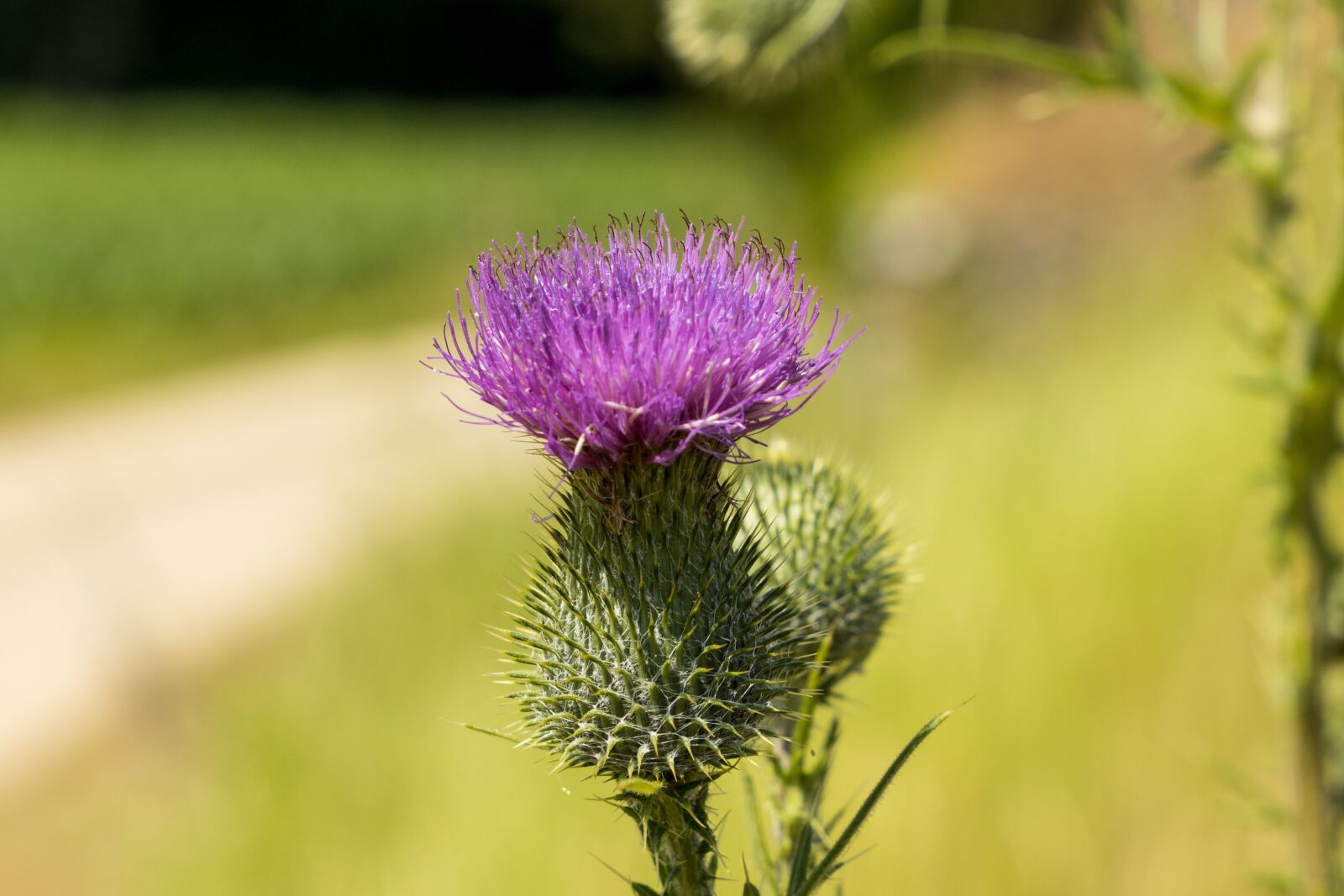 Canon EOS R sample photo. Thistle, violet, blossom photography