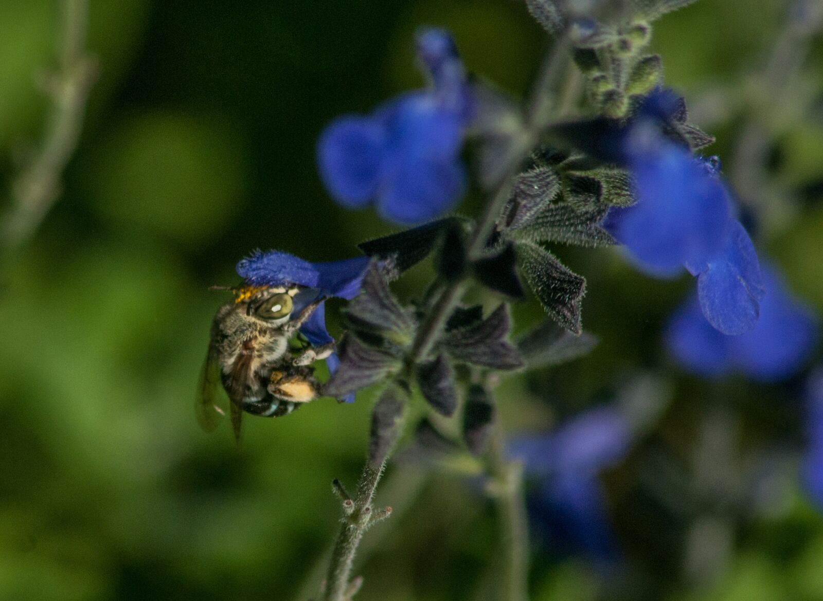 Nikon D300 sample photo. Blue, spring, bloom photography