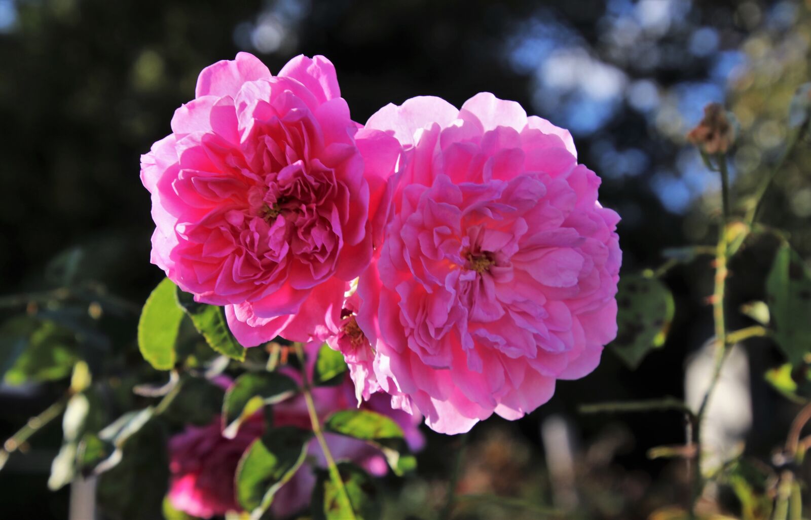 Canon EOS 80D sample photo. Autumn, rose, pink photography