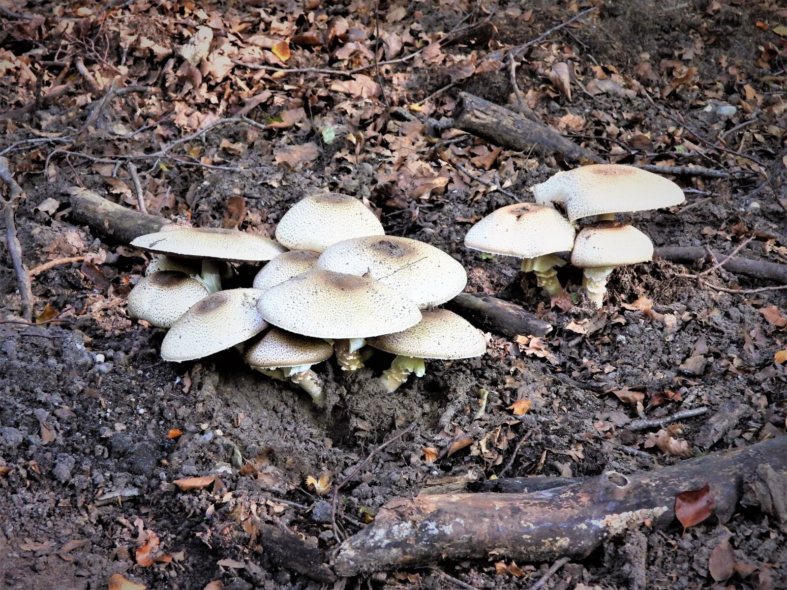 Nikon Coolpix P1000 sample photo. Mushrooms, nature, autumn photography