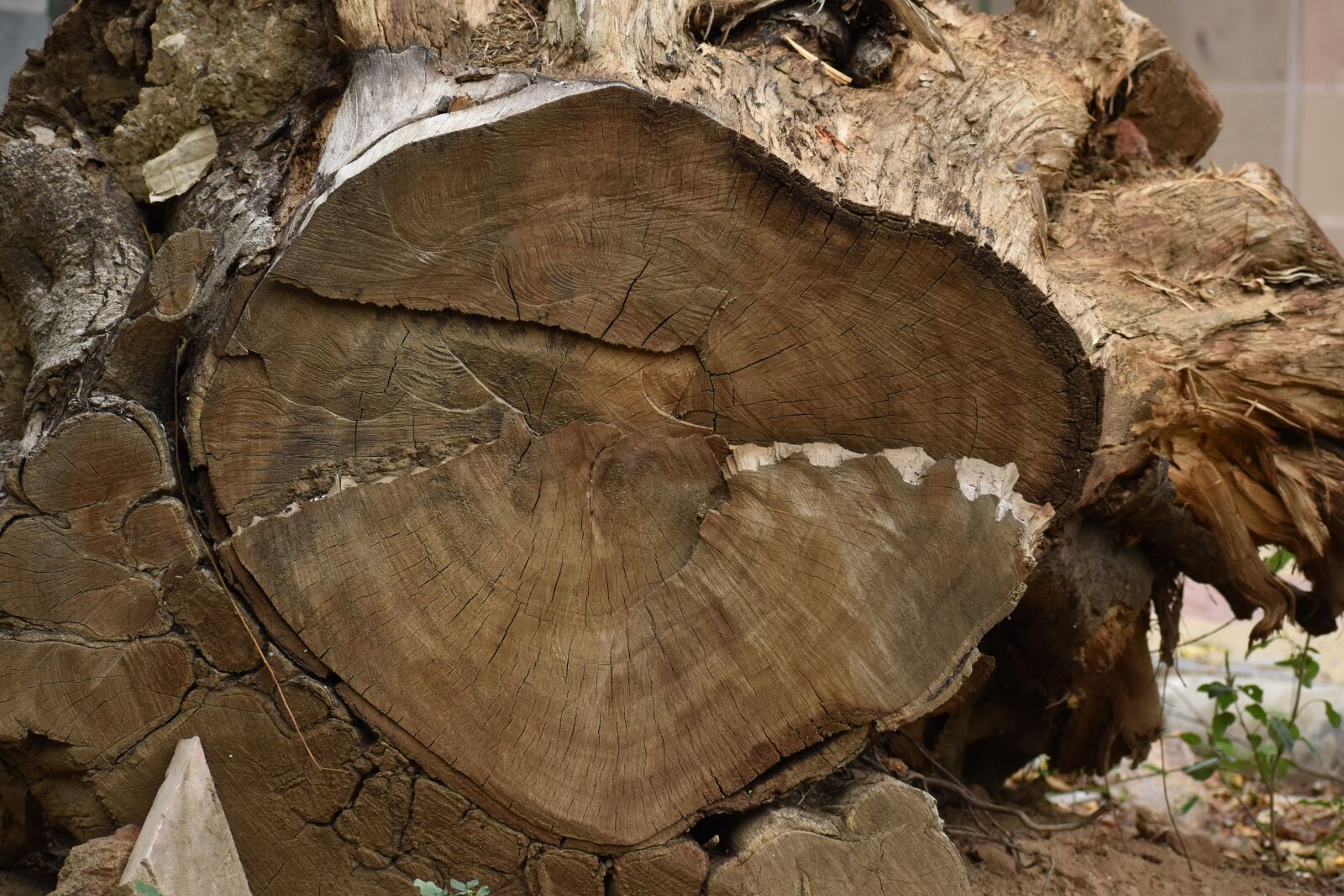 Nikon D5600 sample photo. Tree, wood, trunk photography