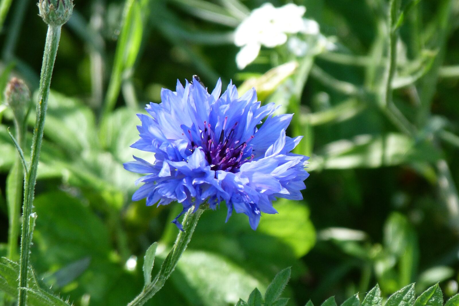 Panasonic Lumix DMC-FZ40 (Lumix DMC-FZ45) sample photo. Cornflower, blue, summer photography