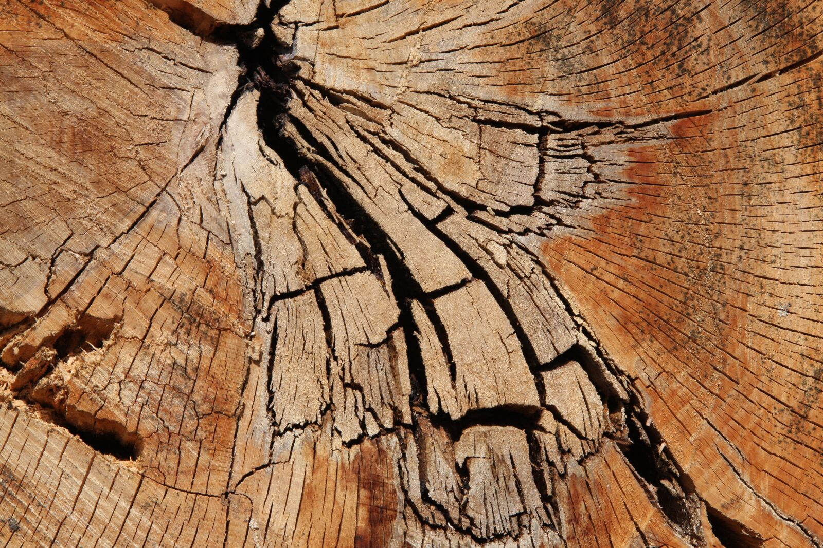 Canon EOS 40D sample photo. Wood, sintered, structure photography