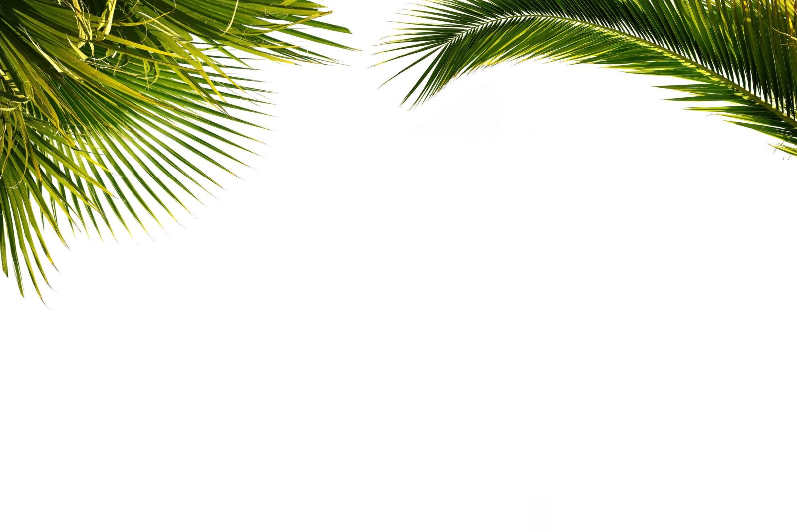 Canon EOS 5D Mark III sample photo. Palm, wallpaper, paper photography