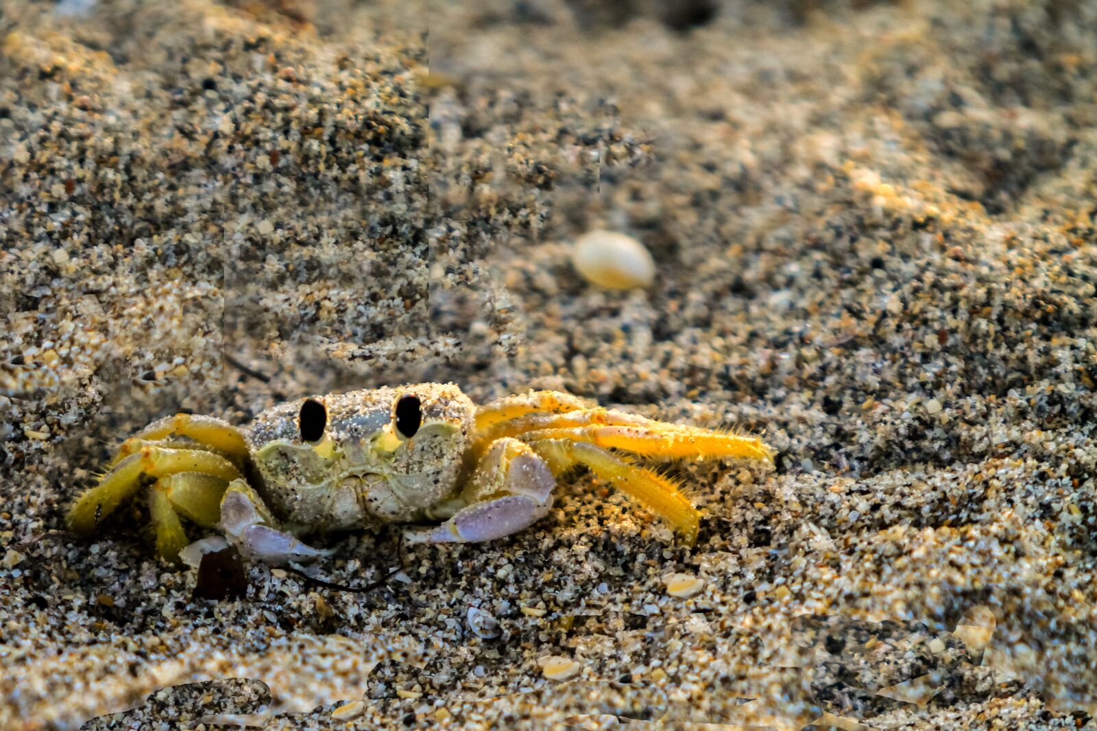 Canon EOS 7D + Canon EF 70-200mm F2.8L IS USM sample photo. America, florida, crab photography