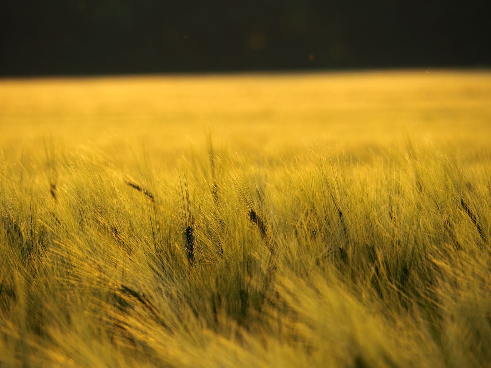 Olympus OM-D E-M10 II sample photo. Field, nature, summer photography