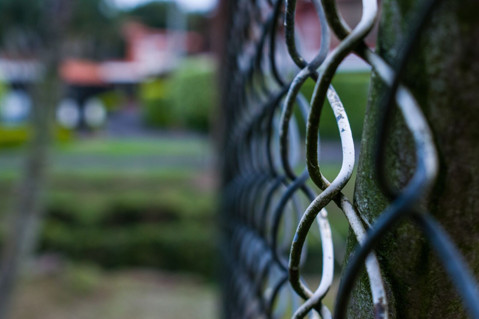 Nikon D5300 sample photo. Park, mesh, play photography