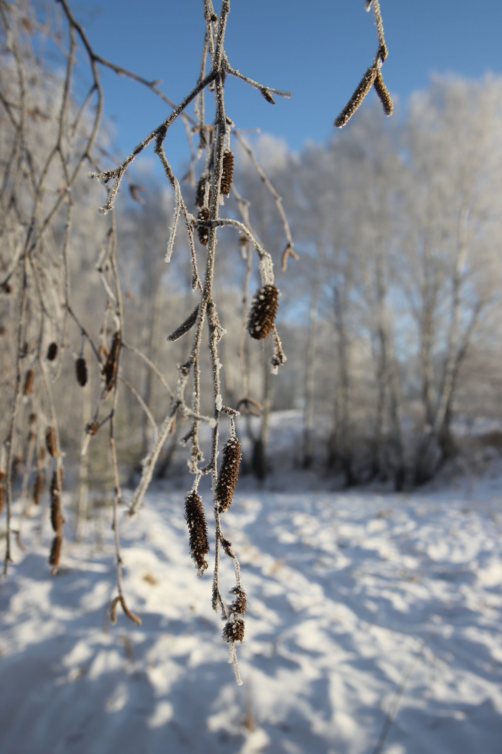 Canon EOS 6D Mark II sample photo. Forest, winter, russia photography