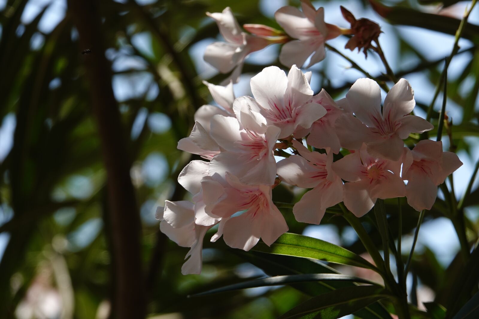 Sony Cyber-shot DSC-RX10 IV sample photo. Flowers, pesco, spring photography