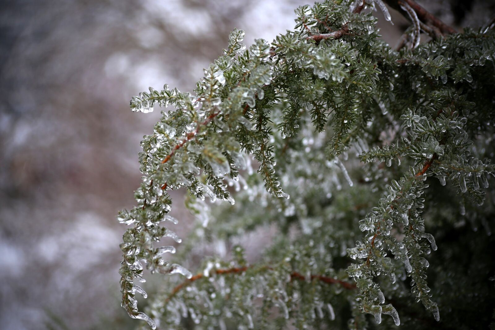 Canon EOS 6D sample photo. Tree, winter, leann photography
