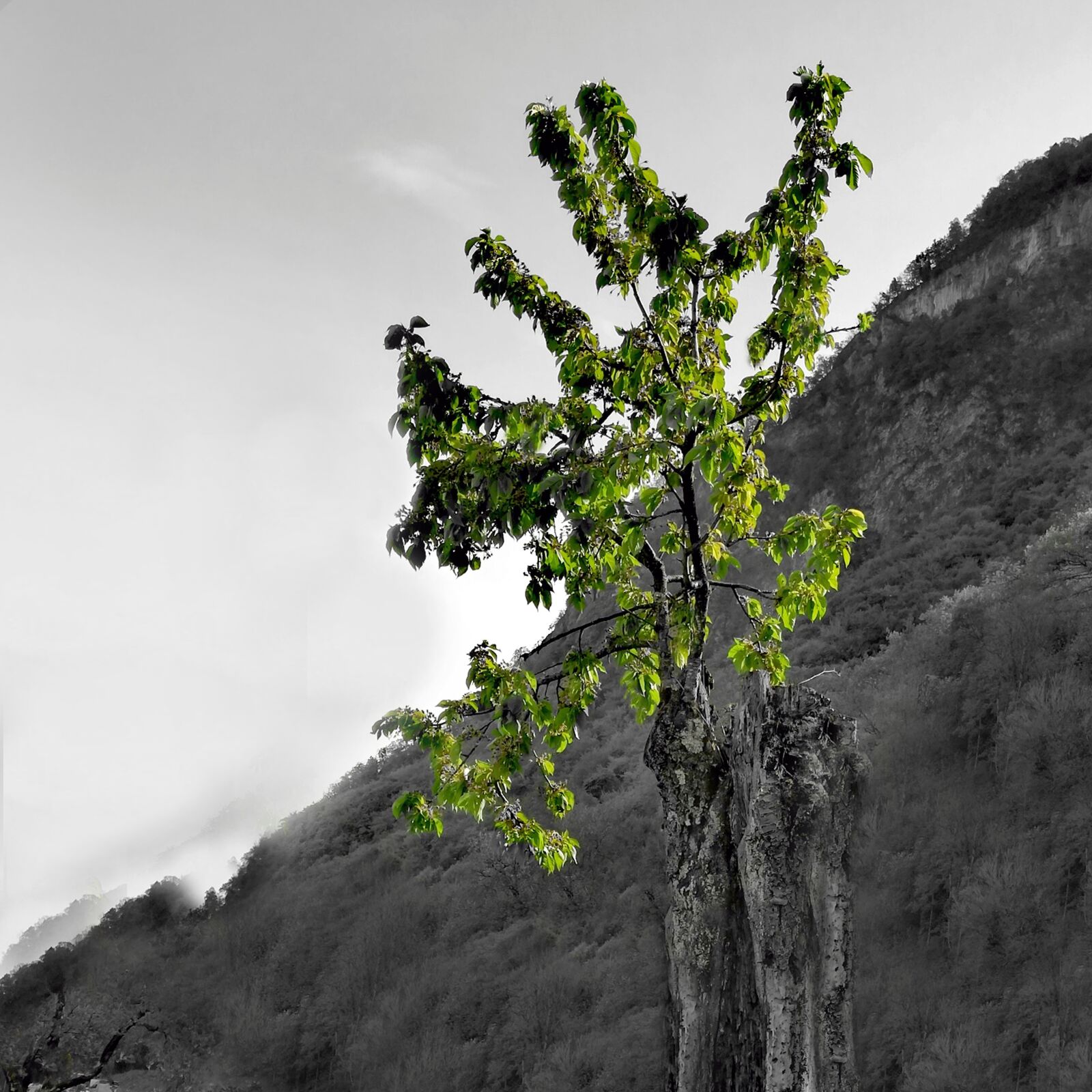 HUAWEI Mate 10 Lite sample photo. Tree, cherry, renaissance photography