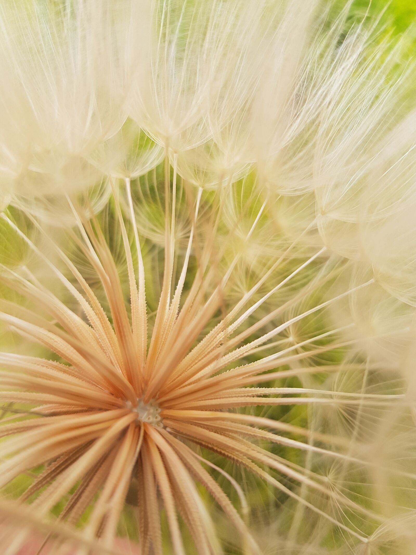 Samsung Galaxy S8 sample photo. Dandelion, nature, close-up photography