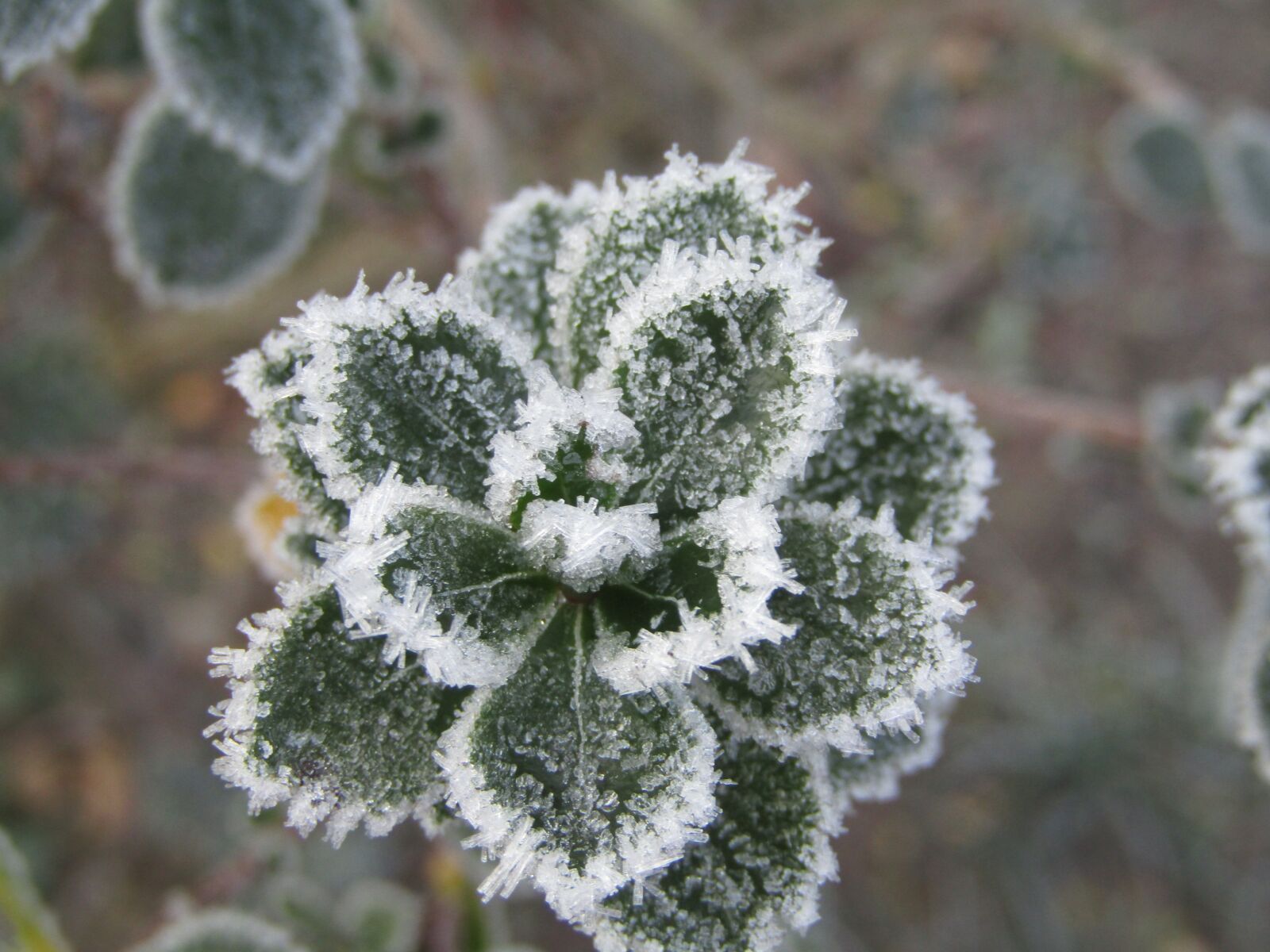 Canon PowerShot SX410 IS sample photo. Leaf, frozen white, winter photography