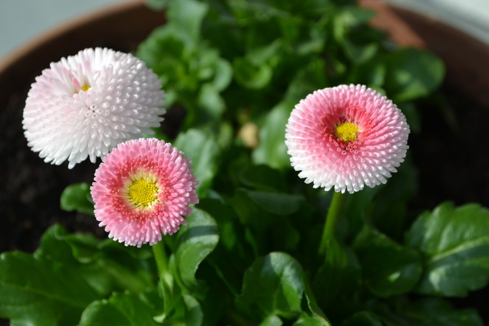 Nikon D3100 sample photo. Spring, flowers, bellis photography