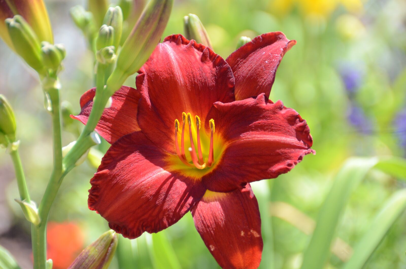 Nikon D7000 sample photo. Flower, maroon, nature photography